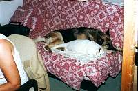 18-chatou_scotch.jpg