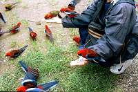00-rosellas.jpg