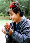 04-dolly_rosellas.jpg