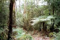13-sherbrooke_forest.jpg