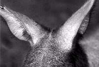 35c-kangaroo.jpg