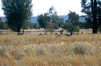 r08a-emus.jpg