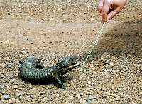 s34a-bluetongue_lizard.jpg