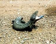 t33a-bluetongue_lizard.jpg