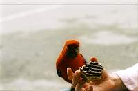14-rosella.jpg