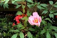 02a-flower.jpg