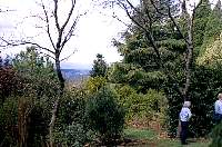 07-trees.jpg