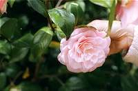 22a-camelia.jpg