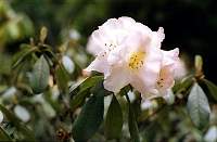 24a-camelia.jpg
