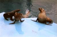 11a-seals.jpg