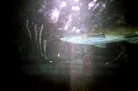 12-shark.jpg
