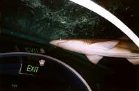 14-shark.jpg