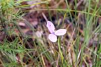 j07-flower.jpg
