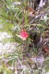 k08-flower.jpg