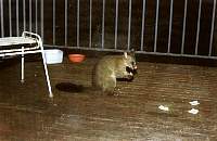 b05-possum.jpg