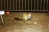 c08-possum.jpg
