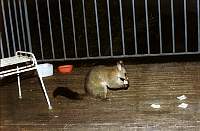 d04-possum.jpg