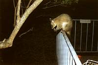 e07-possum.jpg