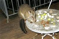 g35-possum.jpg