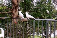 h32-cockatoos.jpg