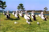 jb23-pelicans.jpg
