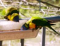 jc15a-lorikeets.jpg