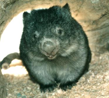 wombat.jpg (23586 octets)