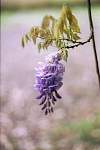 37-fleur.jpg