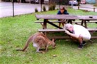 10-kangaroo_dolly_alain.jpg
