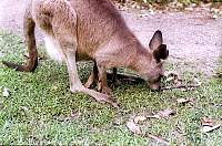 b19-kangaroos.jpg
