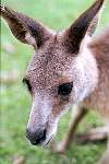 b30-kangaroo.jpg