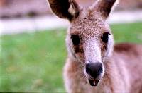 c34-kangaroo.jpg
