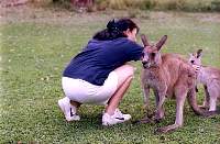 f17-dolly_kangaroos.jpg