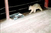 02-possum.jpg