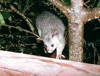 09a-possum.jpg