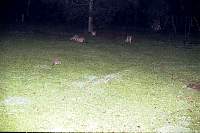 29--kangaroos.jpg