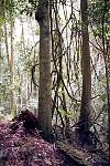 01-rain_forest.jpg