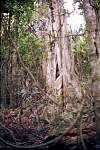 02-rain_forest.jpg