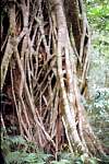 04-rain_forest.jpg