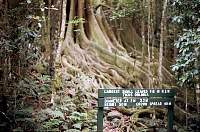 04a-rain_forest.jpg