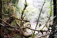 05-rain_forest.jpg