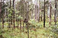13-barrington's forest.jpg