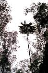 x19-trees.jpg